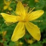 St. Johns Wort is a natural antidepressant