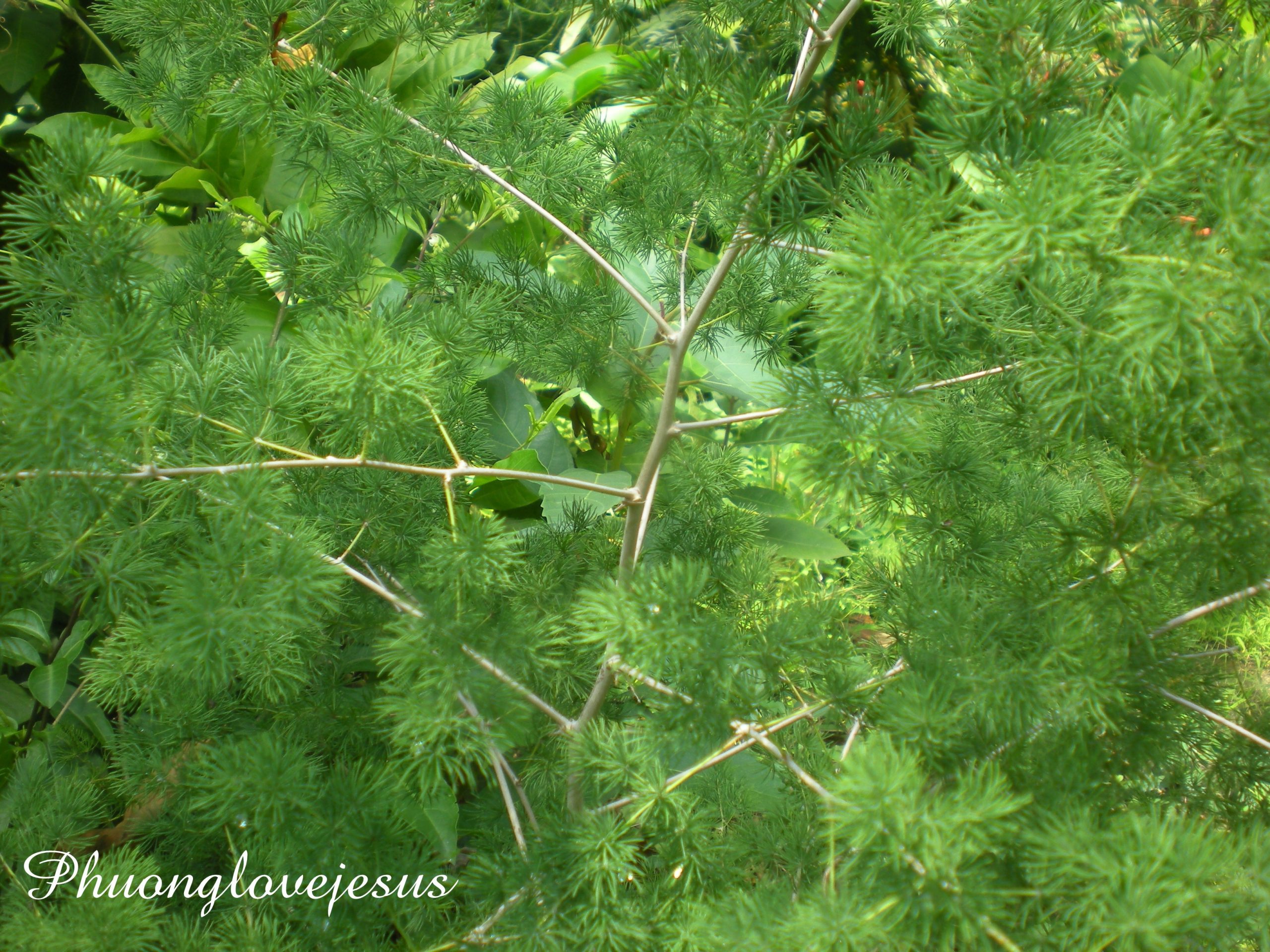 Asparagus cochinchinensis, Chinese Asparagus, Chinese Tuber Asparagus...Thiên Môn Đông, Thiên Môn, Tóc Tiên ...#5